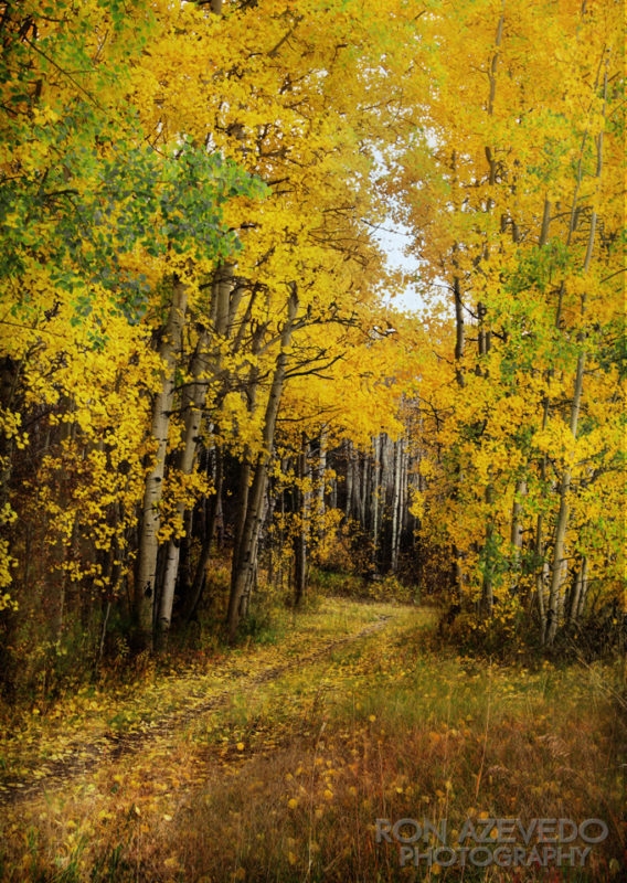 Autumn's Trail